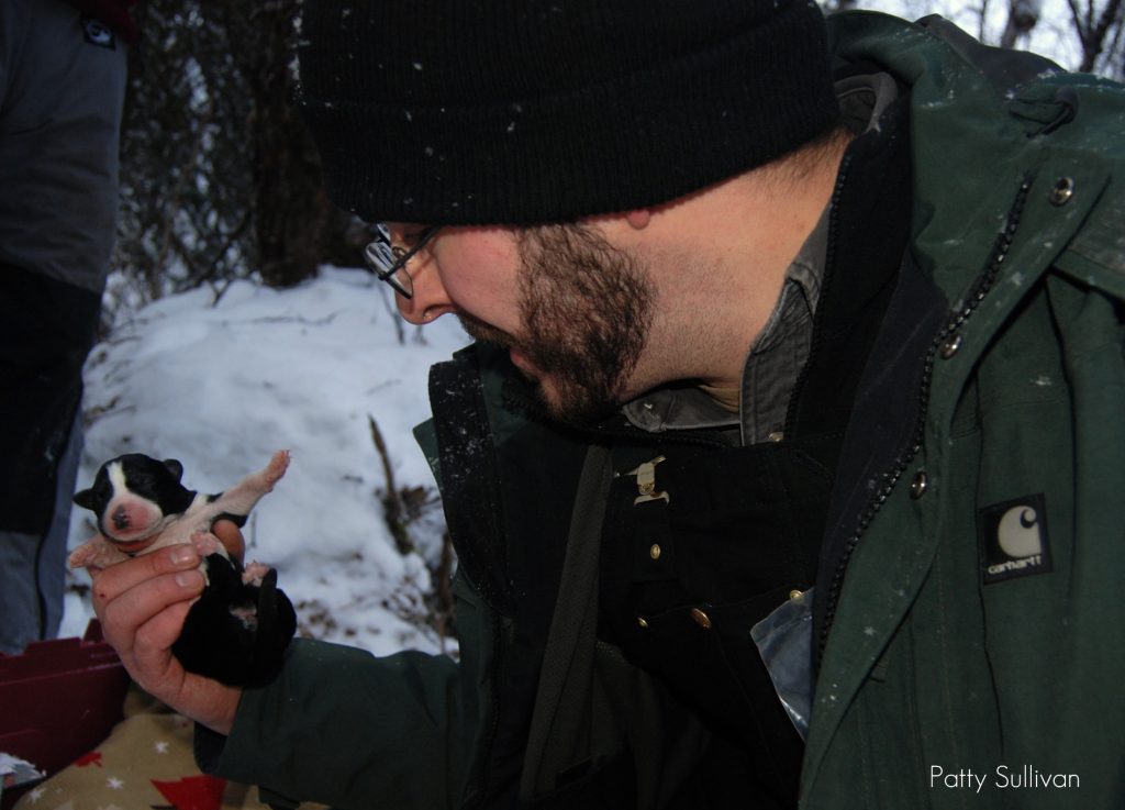 Talkeetna and Trapper Creek Rescue as well as MSB Animal Care performed a puppy and dog rescue Saturday.  Nick Uphus takes one of the newborn puppies under his wing.