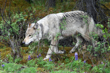 Denaliwolfsmll