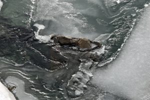 OPEN WATER— The signs of spring are undeniable and river travel becomes difficult as ice bridges give way to open water on the Talkeetna River. Photo by Diana Haecker