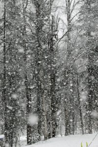 MARCH SNOW— For a short time, on Sunday, March 28, it snowed thick flakes and blanketed the area with a thin layer of fresh snow. Photo by Diana Haecker