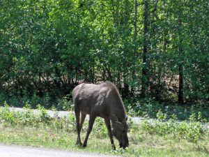moose