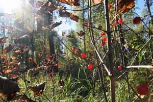 High bush cranberries