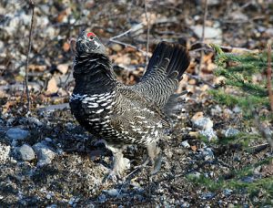 grousemale