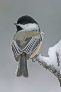 winter chickadee