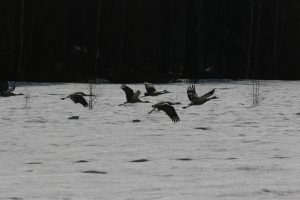 img_0060-copy