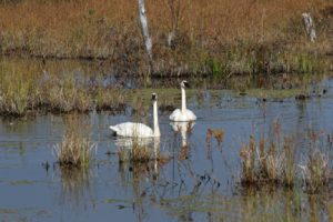 91009trumpeterswan1