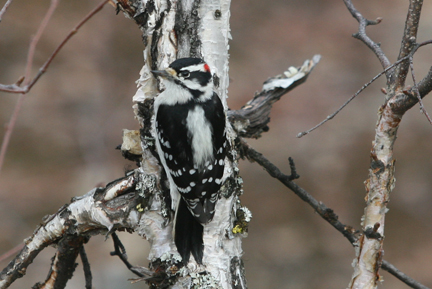 20091015woodpeck