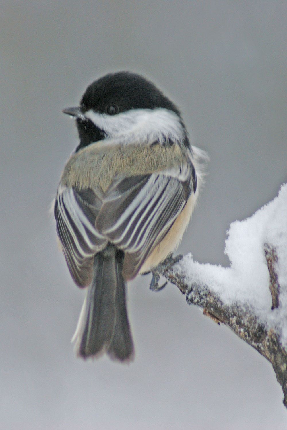 Local Birders Tally for Great Christmas Bird Count