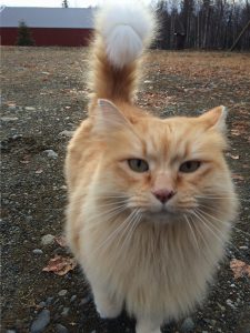 Kiki the cat.  Photo:  Katie Writer
