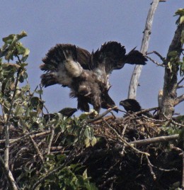 0709,eaglete wing-stretch