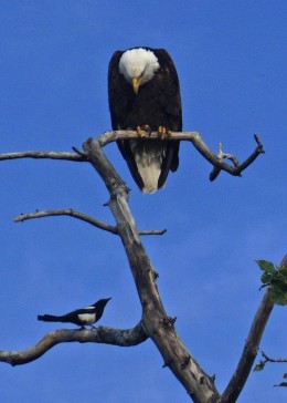 Dad Eagle defending nest,060515