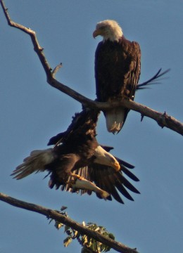 use this for sure--080614,mom returns with headless salmon