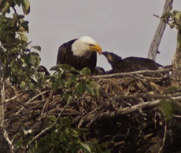 use this for sure--mom feeds fish to three eaglets,0626