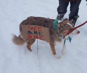 Four-legged marchers were not part of the estimate of participants, but were also present on Saturday. Photo: Phillip Manning - KTNA