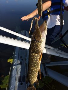 Northern pike can be found in various parts of the Susitna drainage. Photo: Katie Writer - KTNA