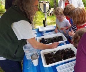 Catherine Inman shows young scientists the invertebrate life that provides food for wild salmon. Photo: Phillip Manning - KTNA