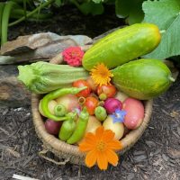 Garden produce in a basket