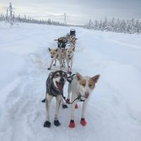 Sled dogs, credit Kai Leddy