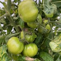 A cluster of tomatoes grows in the hydroponics setup at the Upper Susitna Food Pantry